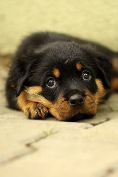 Rottweiller